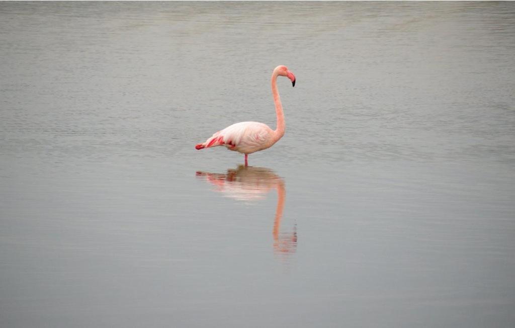Vacances En Camargue Proche De La Mer Climatise Aigues-Mortes Dış mekan fotoğraf